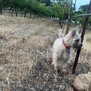 Camp in the Vineyards