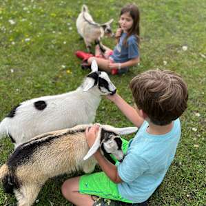 We loved the little goats