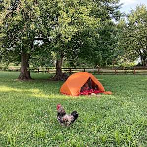 Camping with Unruly Goats