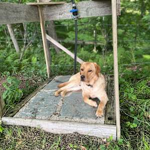 Our dog loved the outdoor shower