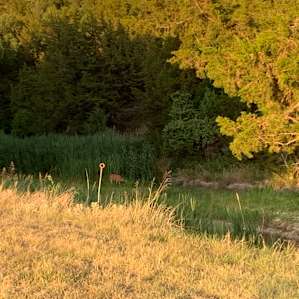 Deer along river’s edge