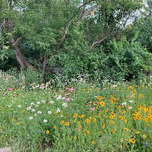 Beautiful wildflowers!