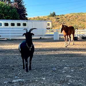 The lovely farm animals
