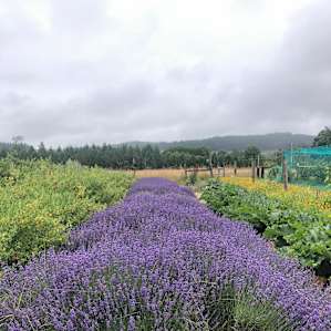Farmstay With U-PIck Blueberries