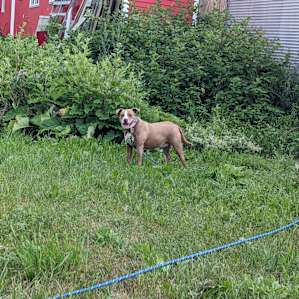 Our pups loved the stay!