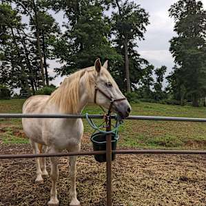 So many friendly horses