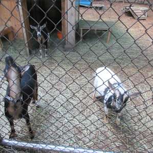 Black Maple Farm: Pine Grove Site