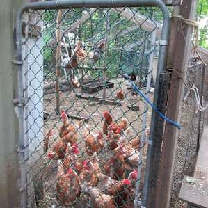 Black Maple Farm: Pine Grove Site