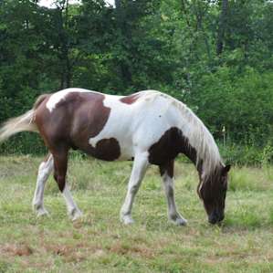 Black Maple Farm: Pine Grove Site