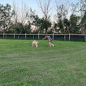 Dog play area.
