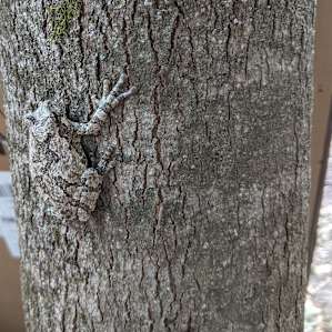 This little fellow serenaded us every night. We also had a hummingbird visit us daily and a few fireflies.