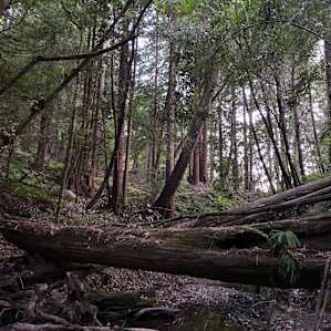 Babbling Bates Creek Tent site 1