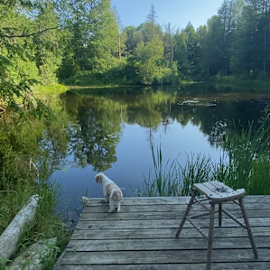 Yurtle by the Pond