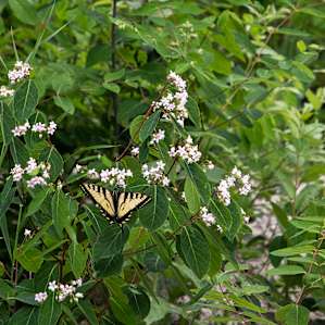 Flowers attract butterflies in the early summer.