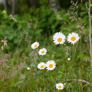 Mas wildflowers!!