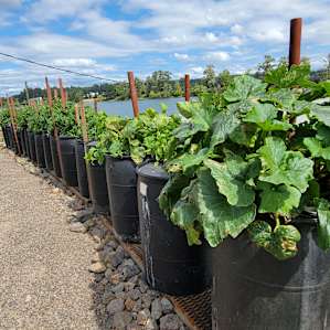 Hydroponic garden.