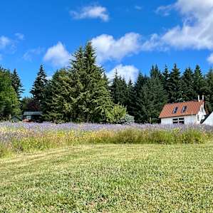 Field of Lavender