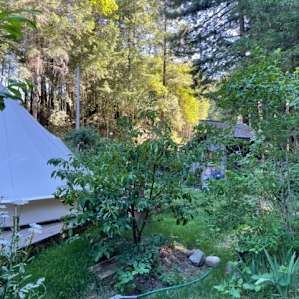 Bell tent in the redwoods