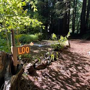 Bell tent in the redwoods