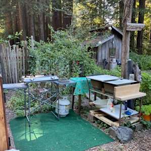 Bell tent in the redwoods