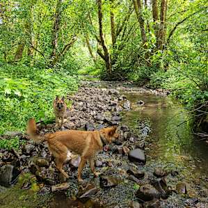 Fur kids loved splashing in the creek!