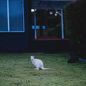 Spotting white wallabies just 2 min walk from the property