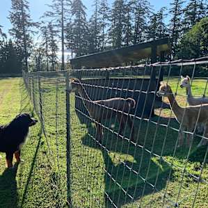 Bayview Alpacas