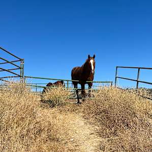 Maverick Hill Ranch