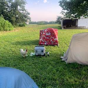 Camping with Unruly Goats