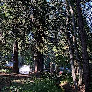 Lots of trees offer shade