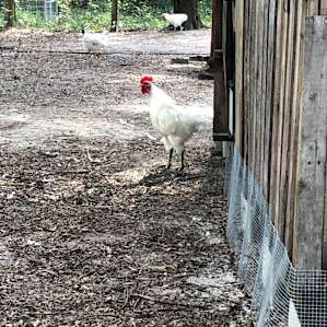 Melba's Farm