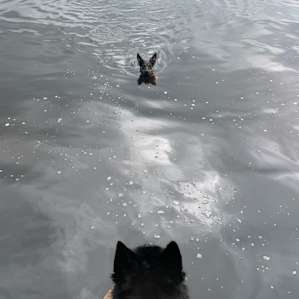 Extra happy dog in the water.