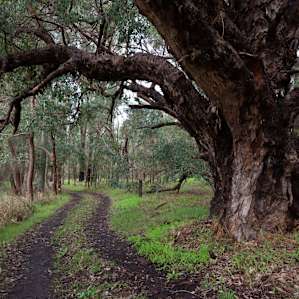 Rose’s Reserve