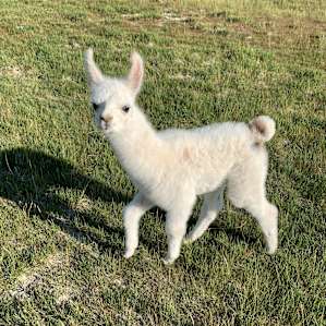 Cloud Peak Llamas and Alpacas ranch