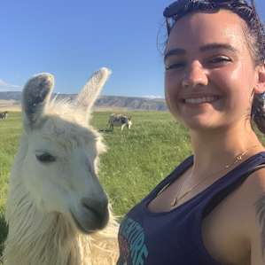 Cloud Peak Llamas and Alpacas ranch