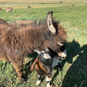 Cloud Peak Llamas and Alpacas ranch