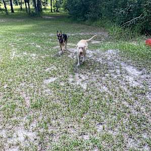 Friendly visiting dogs!