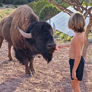 Hand feeding the bison