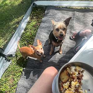 Allows your pups