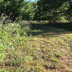 Area surrounding site 2