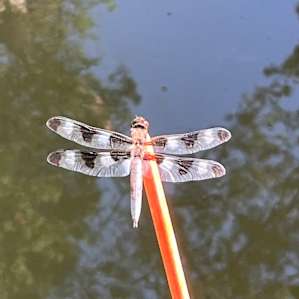 Dragonfly at the pond