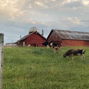 Camping with Cows