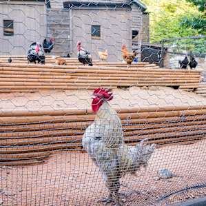 Roosters, Chickens, Turkeys!