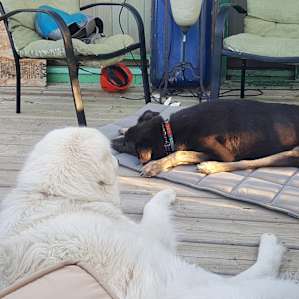 Nancy let us have free use of her deck while she was at work, we ate dinner there and the dogs made the most of it.