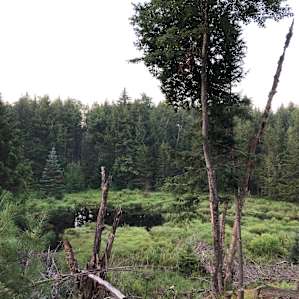 Holcomb Timber Farm