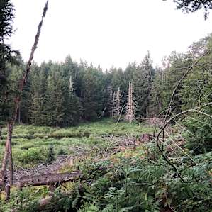 Holcomb Timber Farm