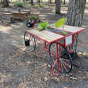 Little Eeden Farm Pine Camp