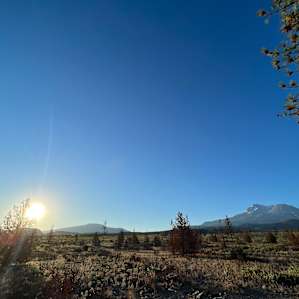 Shasta Juniper High Desert