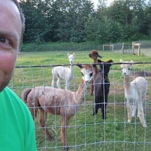 Sweet Alpacas
