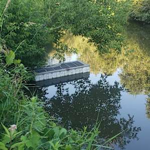The floating dock, free floating and stuck under some weeds.